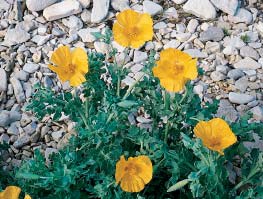 Vrsta Glaucium flavum Crantz (FOTO S. Bana) Card image cap